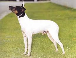 犬を家族に迎える前に